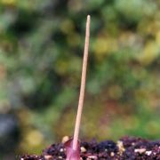 Image of Amorphophallus obscurus  Hett. & M. Sizemore.