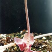 Image of Amorphophallus obscurus  Hett. & M. Sizemore.