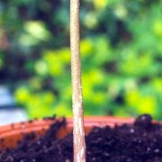 Image of Amorphophallus obscurus  Hett. & M. Sizemore.