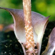 Image of Amorphophallus obscurus  Hett. & M. Sizemore.