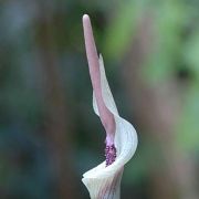 Image of Amorphophallus ongsakulii  Hett. & A. Galloway.