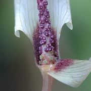 Image of Amorphophallus ongsakulii  Hett. & A. Galloway.