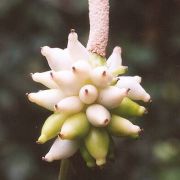 Image of Amorphophallus operculatus  (ined.).