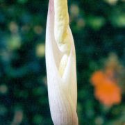 Image of Amorphophallus operculatus  (ined.).