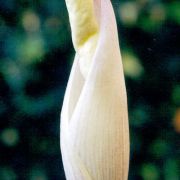 Image of Amorphophallus operculatus  (ined.).