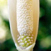 Image of Amorphophallus operculatus  (ined.).