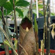 Image of Amorphophallus opertus  Hett..