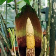 Image of Amorphophallus opertus  Hett..