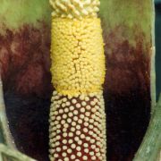 Image of Amorphophallus opertus  Hett..