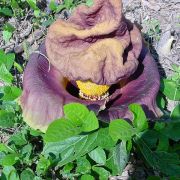 Image of Amorphophallus paeoniifolius  (Dennst.) Nicolson.