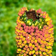 Image of Amorphophallus paeoniifolius  (Dennst.) Nicolson.