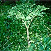 Image of Amorphophallus paeoniifolius  (Dennst.) Nicolson.