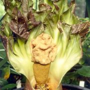 Image of Amorphophallus paeoniifolius  (Dennst.) Nicolson.