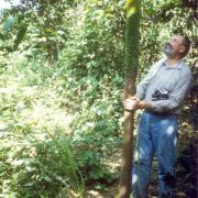 Image of Amorphophallus paeoniifolius  (Dennst.) Nicolson.