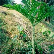 Image of Amorphophallus paeoniifolius  (Dennst.) Nicolson.