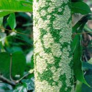 Image of Amorphophallus paeoniifolius  (Dennst.) Nicolson.