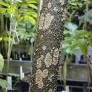 Image of Amorphophallus paeoniifolius  (Dennst.) Nicolson.