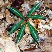 Image of Amorphophallus pendulus  Bogn. & Mayo.