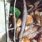 Image of Amorphophallus pendulus  Bogn. & Mayo.