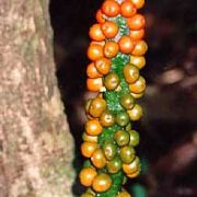 Image of Amorphophallus pendulus  Bogn. & Mayo.