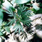 Image of Amorphophallus pendulus  Bogn. & Mayo.