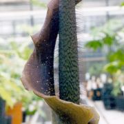 Image of Amorphophallus pilosus  Hett..