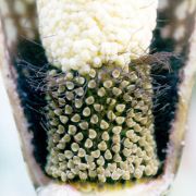 Image of Amorphophallus pilosus  Hett..