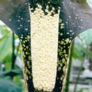 Image of Amorphophallus pilosus  Hett..