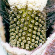 Image of Amorphophallus pilosus  Hett..