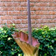 Image of Amorphophallus plicatus  Bok & Lam.