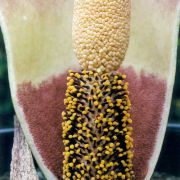 Image of Amorphophallus plicatus  Bok & Lam.