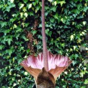 Image of Amorphophallus plicatus  Bok & Lam.