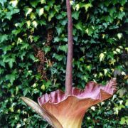 Image of Amorphophallus plicatus  Bok & Lam.