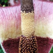 Image of Amorphophallus plicatus  Bok & Lam.