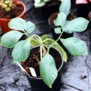 Image of Amorphophallus polyanthus  Hett. & M. Sizemore.