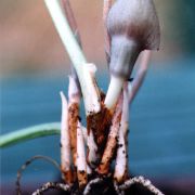 Image of Amorphophallus polyanthus  Hett. & M. Sizemore.