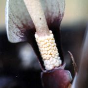 Image of Amorphophallus polyanthus  Hett. & M. Sizemore.