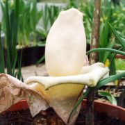 Image of Amorphophallus prainii  Hook f..