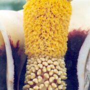 Image of Amorphophallus prainii  Hook f..