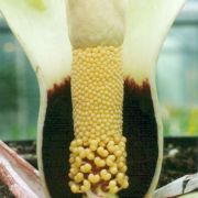 Image of Amorphophallus prainii  Hook f..