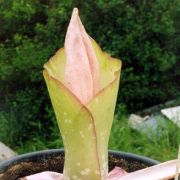 Image of Amorphophallus prainii  Hook f..