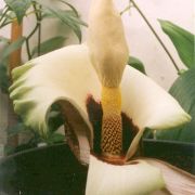 Image of Amorphophallus prainii  Hook f..