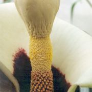 Image of Amorphophallus prainii  Hook f..