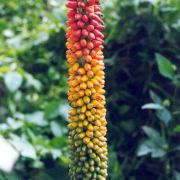 Image of Amorphophallus prainii  Hook f..