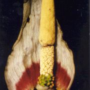 Image of Amorphophallus preussii  (Engl.) N.E. Br..