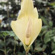 Image of Amorphophallus putii  Gagn..