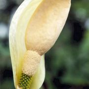 Image of Amorphophallus putii  Gagn..