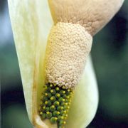 Image of Amorphophallus putii  Gagn..