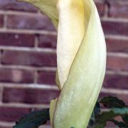 Image of Amorphophallus putii  Gagn..