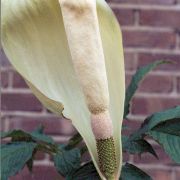 Image of Amorphophallus putii  Gagn..